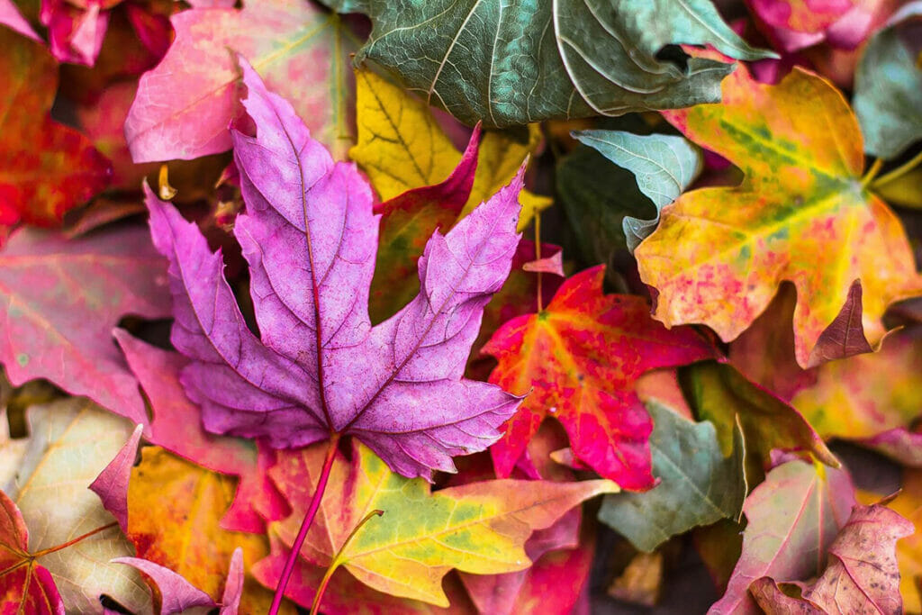 leaves in bright pink, red, orange and yellow