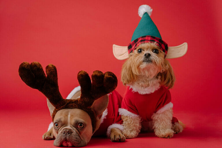 two doggies dressed for the holidays